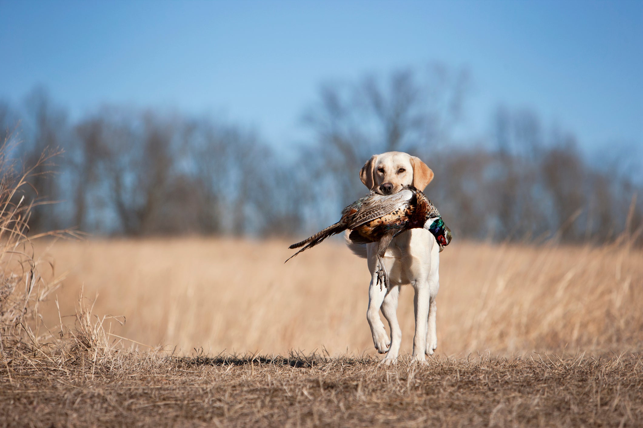 We're Gearing Up for the Orvis Game Fair & Sporting Weekend!